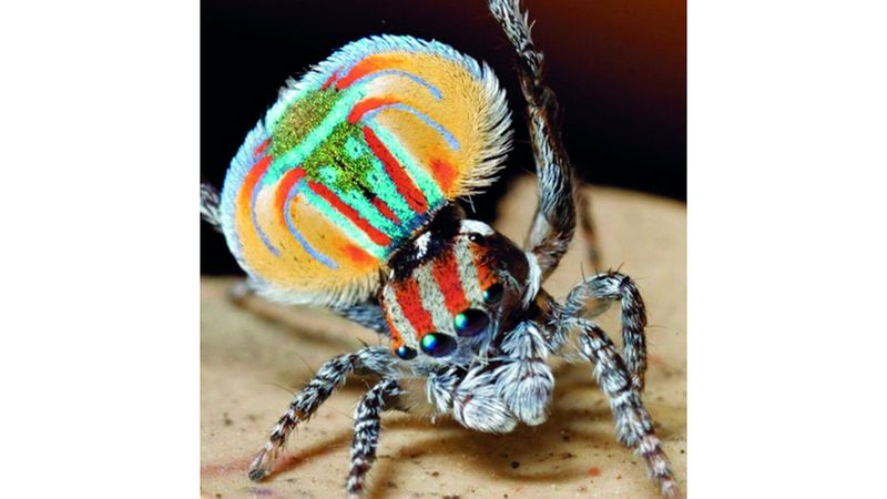 الامارات | عناكب جديدة تحمل أسماء أغنيات شهيرة