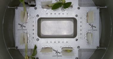 تكنولوجيا: زراعة "بسلة" فى الفضاء.. إنجاز علمي كبير من منظمة أبحاث الفضاء الهندية