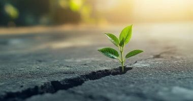 طالع الأبراج: نباتات تناسب برجك وتعزز صحتك النفسية.. الزنبق للسرطان والياسمين للحوت