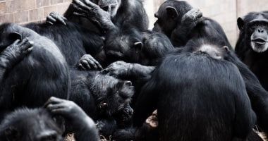 تكنولوجيا: دراسة: الشمبانزى يستخدم أدوات حجرية مثل الإنسان القديم