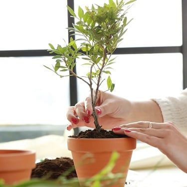 طالع الأبراج: نباتات تناسب برجك وتعزز صحتك النفسية.. الزنبق للسرطان والياسمين للحوت