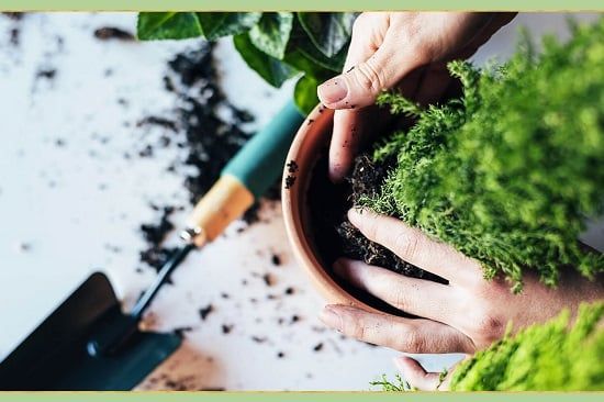 طالع الأبراج: نباتات تناسب برجك وتعزز صحتك النفسية.. الزنبق للسرطان والياسمين للحوت