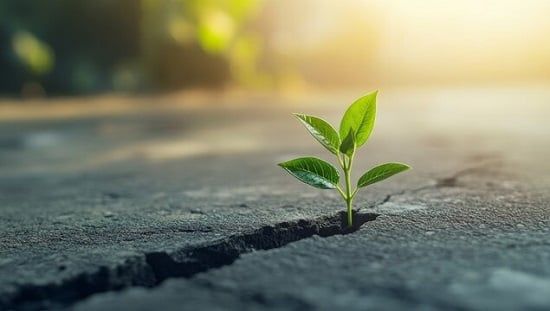 طالع الأبراج: نباتات تناسب برجك وتعزز صحتك النفسية.. الزنبق للسرطان والياسمين للحوت