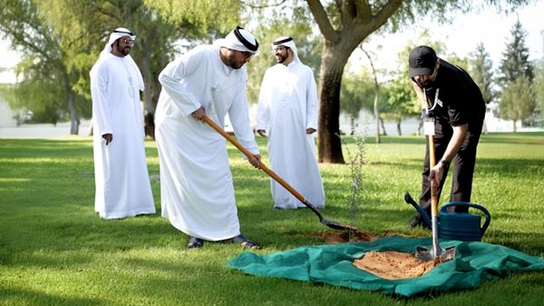زراعة أكثر من 8.000 شجرة غاف في جزيرة أبوظبي والبر الرئيسي خلال 2024