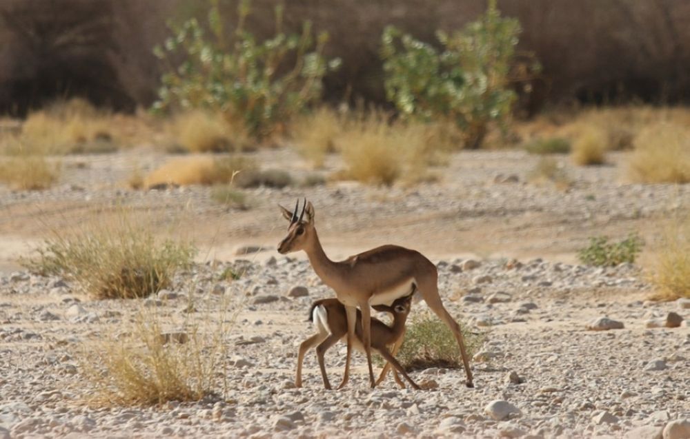 "الحياة الفطرية" تطلق 95 كائنًا مهددًا بالانقراض بمحمية الإمام تركي