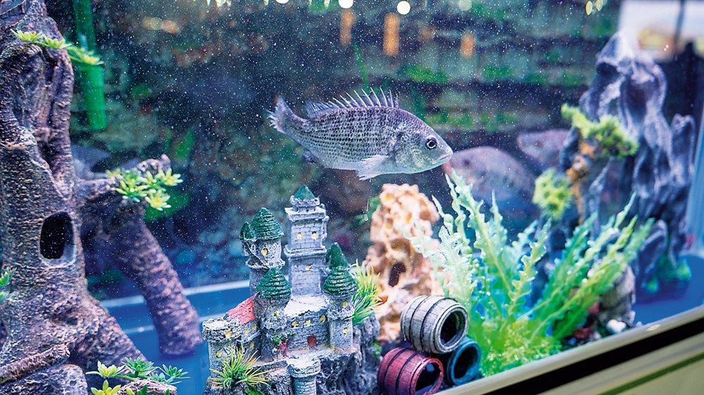 «الأحياء المائية» تعزز تجارب الاستزراع السمكي