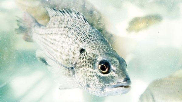 «الأحياء المائية» تعزز تجارب الاستزراع السمكي