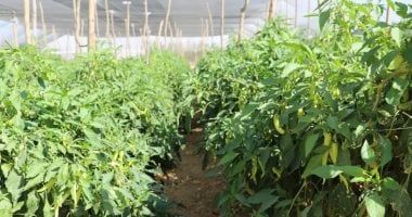 تكنولوجيا: الـ AI فى الغيط.. مزارعة كينية تستخدم الذكاء الاصطناعى لتحسين إنتاجها