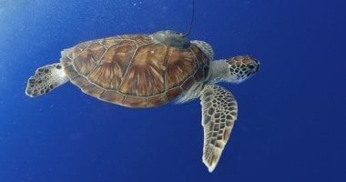 تكنولوجيا: دراسة تحذر: المواد الكيميائية PFAS تضر بالسلاحف المائية فى أستراليا وتؤدى لانقراضها
