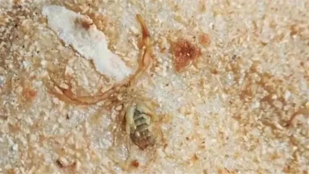 واقعة غريبة تحدث عقرب داخل رغيف الخبز.. التفاصيل بالخبر