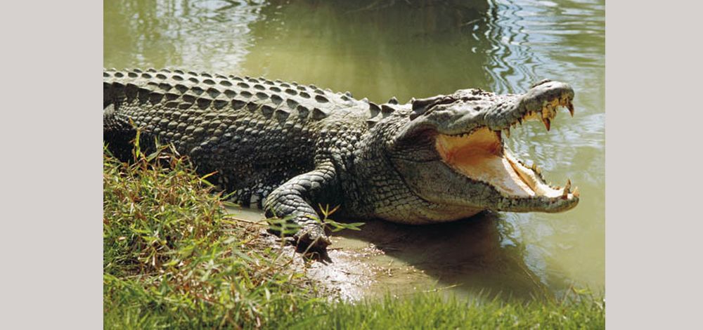 الامارات | يحمل جمجمة تمساح في مطار دلهي.. "صورة"