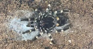 تكنولوجيا: دراسة جديدة: العناكب تكتشف الروائح من خلال شعر الأرجل