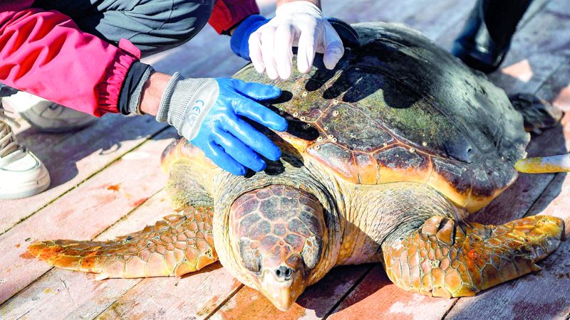 الامارات | «مصحة عائمة» لعلاج السلاحف البحرية في تونس