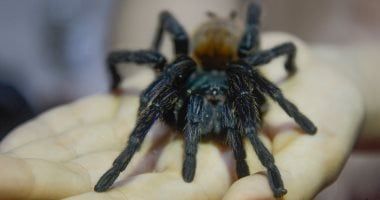 تكنولوجيا: كيف تستطيع العناكب شم الروائح؟.. دراسة جديدة تكشف السر