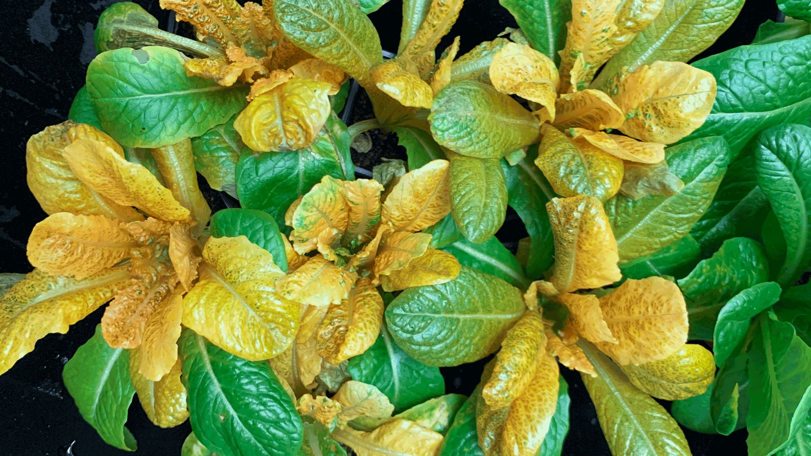 الامارات | الخس الذهبي.. نسخة معززة بالفيتامينات