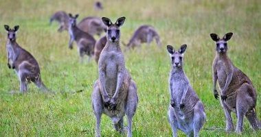 تكنولوجيا: الصيد البشري وراء انقراض الكنغر وليس التغير المناخي.. دراسة تكشف