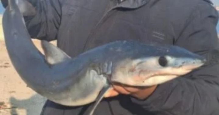 الجوع يدفع أهل قطاع غزة لأكل الدولفين والقرش