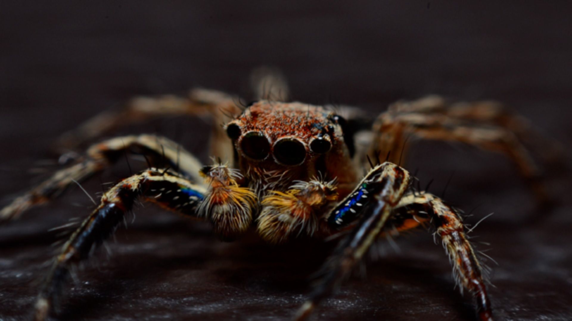 الامارات | اكتشاف أنواعاً جديدة من العناكب القاتلة