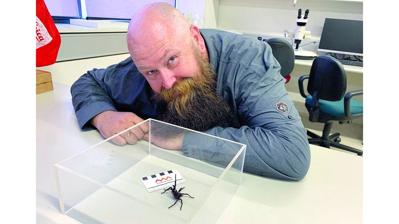 الامارات | اكتشاف أنواع جديدة من العناكب القاتلة في أستراليا