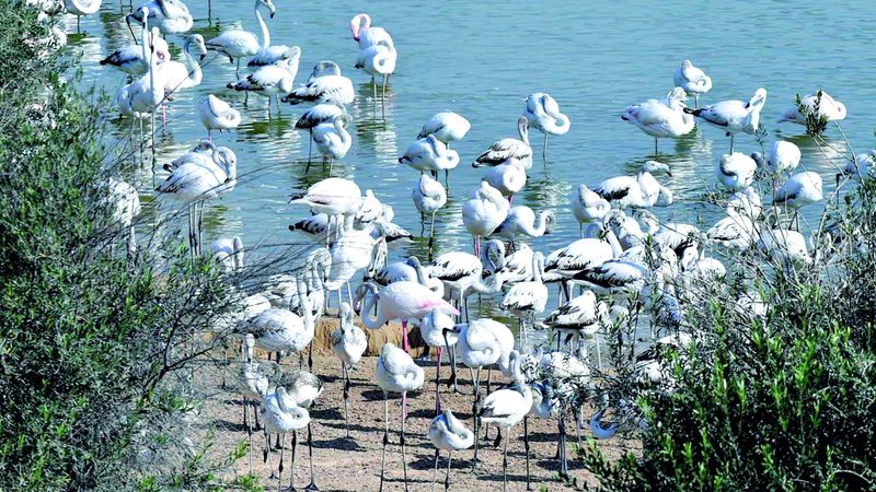 الامارات | المتنزهات الطبيعية في الإمارات.. جمال آسر من أبوظبي إلى حتا