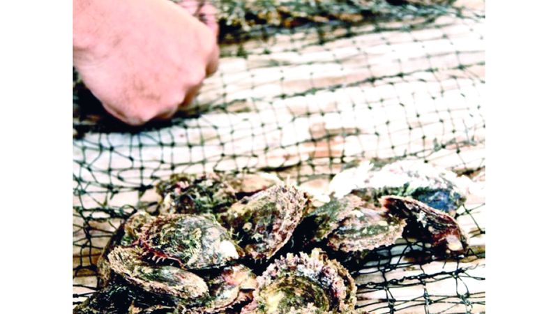 الامارات | «لؤلؤ أبوظبي».. مهرجان يحتفي بالبيئة البحرية