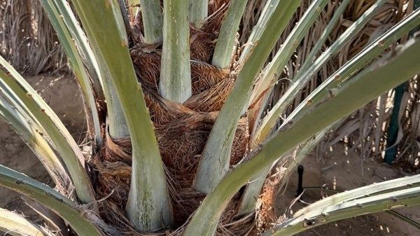 "الإمارات للفلك": موسم تلقيح النخيل يبدأ منتصف يناير