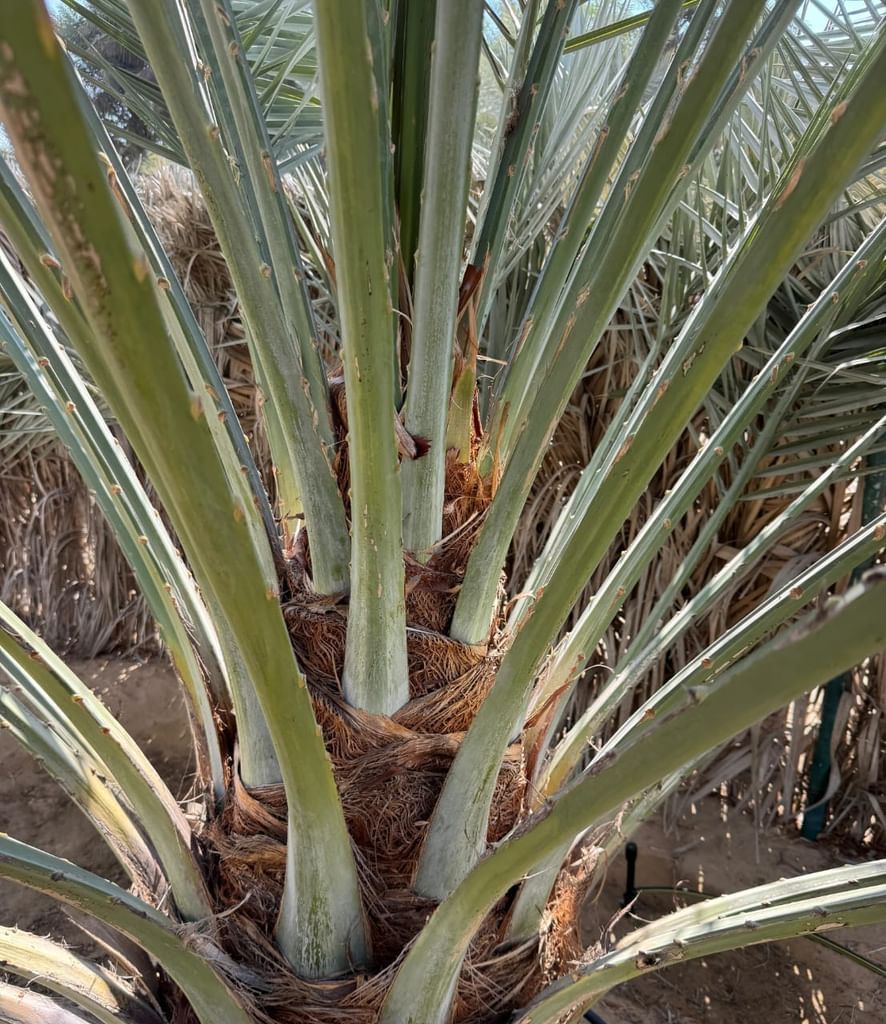 الامارات | "الإمارات للفلك": موسم تلقيح النخيل يبدأ منتصف يناير