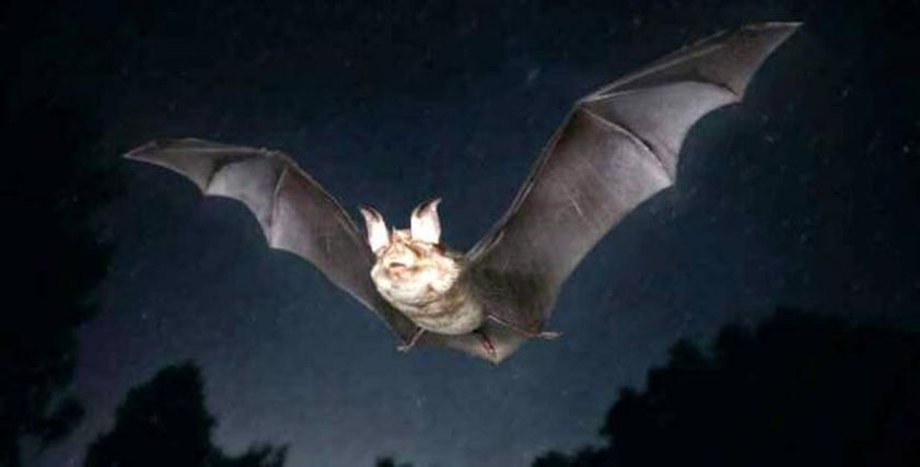 يسبب النزيف وينتقل عبر الخفافيش.. مخاطر وأعراض فيروس ماربورغ