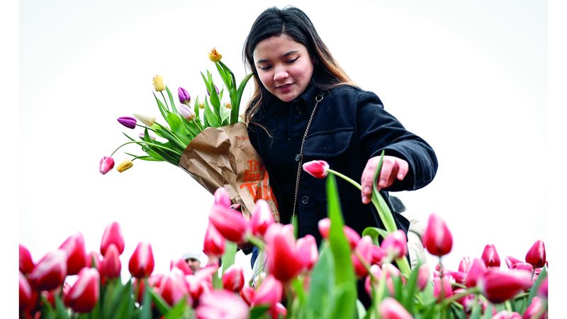 الامارات | يوم التوليب.. الزهرة الشهيرة تنتصر على برد أمستردام