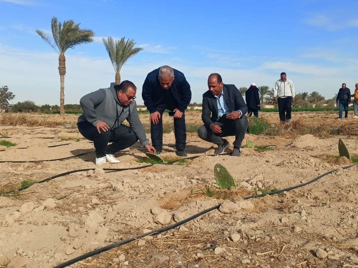 نقيب الزراعيين: إجراء تجارب لزراعة «التين الأملس» فى سيناء لخدمة السياحة البيئية