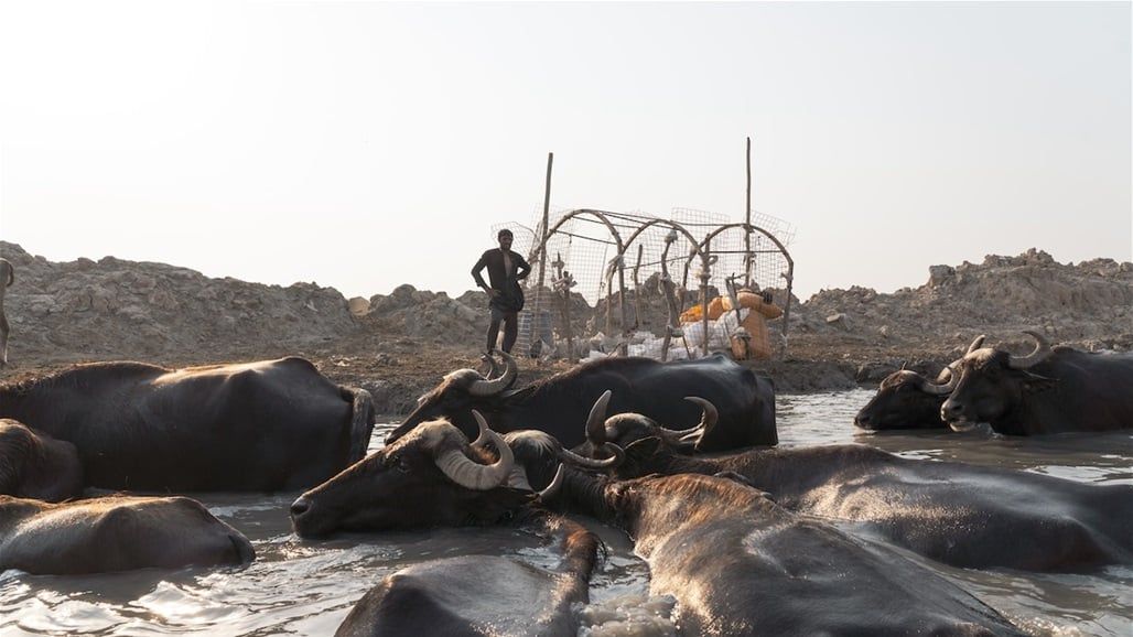 سكان الأهوار وصلوا الى أوروبا.. و"المنطقة التاريخية" ستندثر