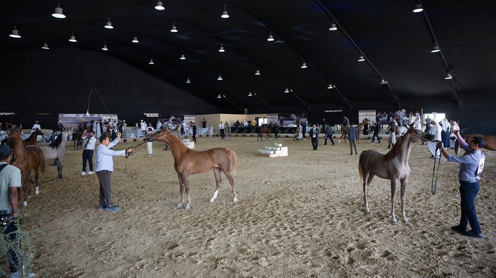 بدعوة من حمدان بن زايد.. وفد من السفراء المعتمدين في الدولة يزور مهرجان الظفرة