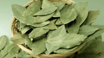 مشروب النعناع وورق الغار حل سحري لجميع مشاكل السمنة بالأخص البطن .. إزاي عايشين ومنعرفش!!؟