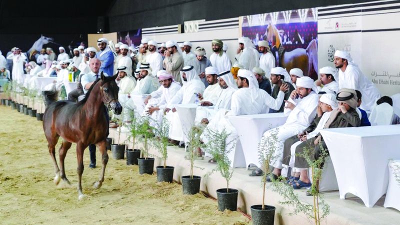 الامارات | 100 خيل تستعرض جمالها في «مزاينة الظفرة»