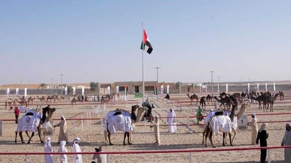 تتويج الفائزين بمزاينة مهرجان الظفرة الختامي