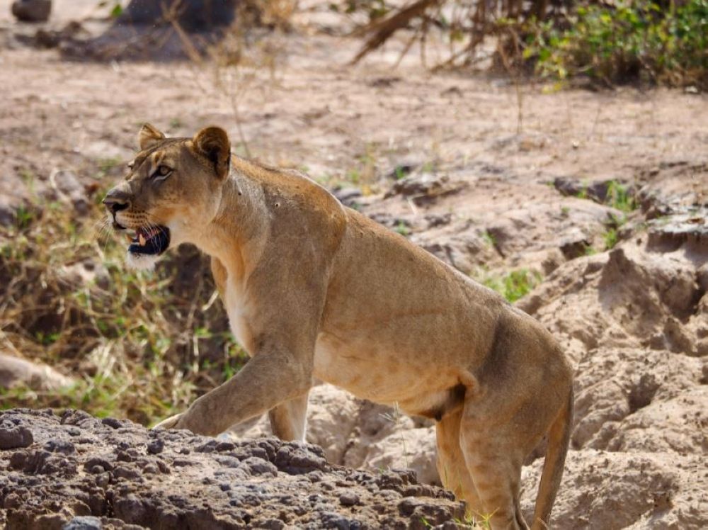 "الحياة الفطرية": لا صحة لوجود "لبؤة" طليقة بمنطقة تبوك
