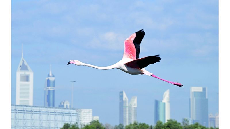 الامارات | لوحة «الفلامنغو» في أفق دبي