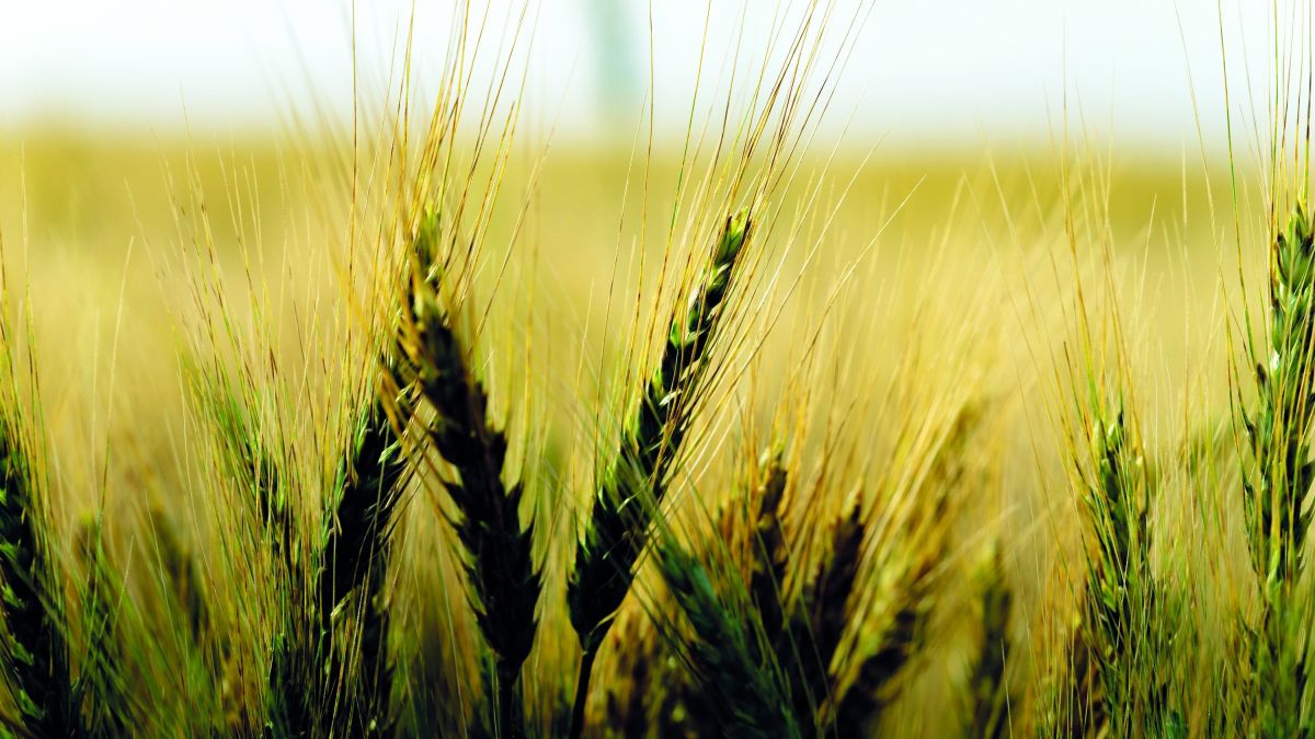 الامارات | مزارع القمح في الإمارات.. سنابل الخير تثمر بقلب الصحراء