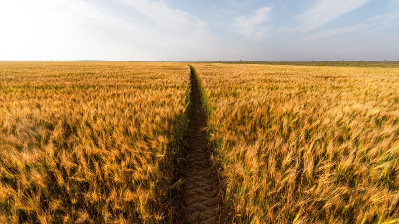 الامارات | مزارع القمح في الإمارات.. سنابل الخير تثمر بقلب الصحراء