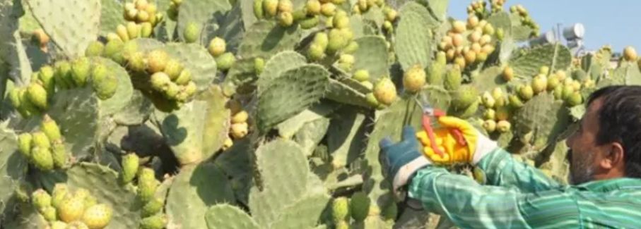 "مفعولها يساوي ذهب"… فاكهة مهملة بسعر التراب تمنع ارتفاع السكري وتقضي على الامساك والسرطان وتعتبر الحل الأقوى والأمثل لـ "هشاشة العظام"!