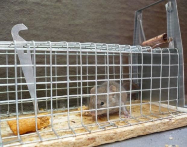 دولة تفعل حالة الطوارئ بسبب تفشي فيروس لاسا القاتل.. تعرف على أعراضه