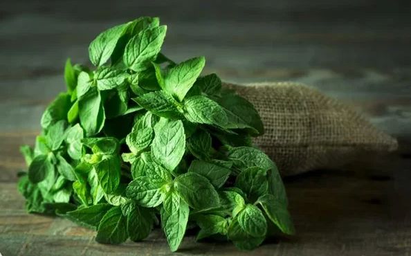 الامارات | كيف يكافح النعناع مرض ألزهايمر؟