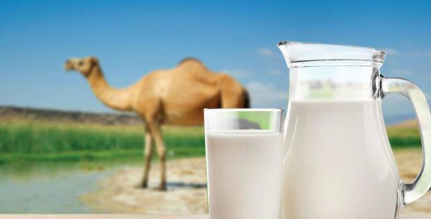 فوائد حليب الإبل للصحة.. بديل غذائي مثالي أم مٌسبب للكورونا؟