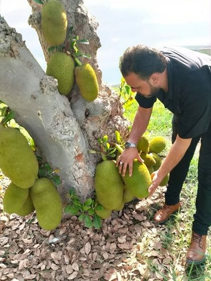 الأغلى على مستوى العالم...يمنيون ينجحون في زراعة فاكهة غريبة "صور"