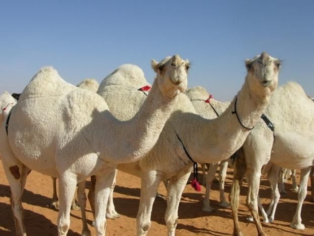 فوائد حليب الإبل للصحة.. بديل غذائي مثالي أم مٌسبب للكورونا؟