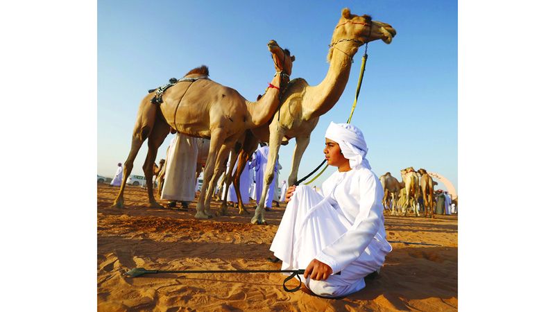 الامارات | أجواء مفعمة بالأصالة.. ومزاينات الإبل