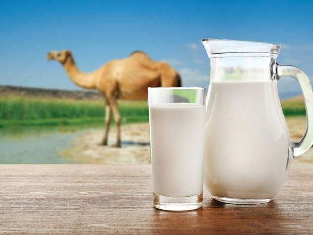فوائد حليب الإبل للصحة.. بديل غذائي مثالي أم مٌسبب للكورونا؟