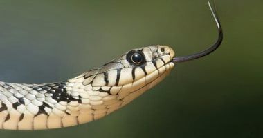 طالع الأبراج: يوم الأفعى.. ما هو برج الثعبان الصينى وأهم صفاته ومواليده؟