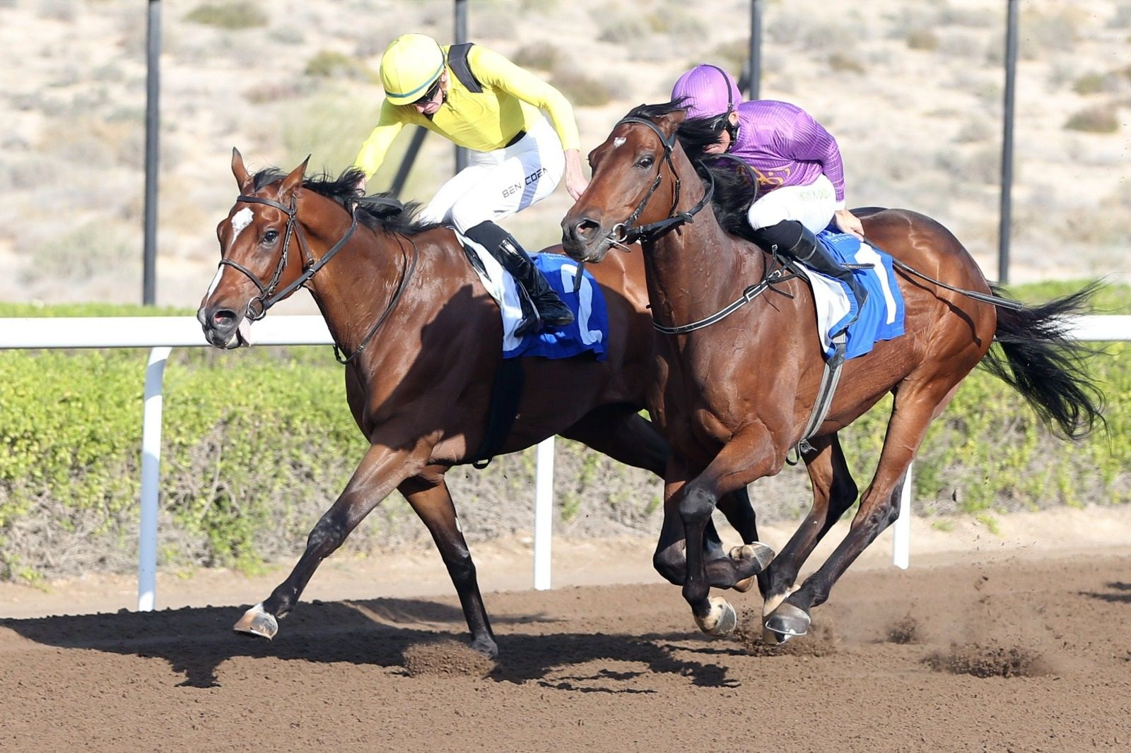 الامارات | "صائد" يقتنص كأس "شادويل ستيكس" في مضمار "جبل علي"