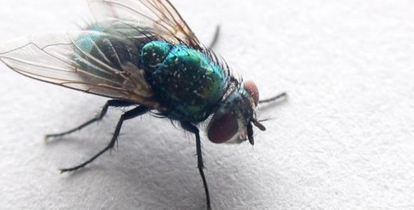 ما هو داء كلابية الذنب المسبب للعمى؟.. ينتقل عن طريق لدغة الذبابة السوداء 
